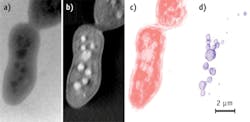 FIGURE 1. (a) A laboratory-based cryogenic soft x-ray radiograph shows a S. cerevisiae yeast cell at a 2° tilt; (b) The central slice of the corresponding tomographic reconstruction from a full 120° tilt series corresponds to a total dose of 7.2 MGy of absorbed radiation; (c and d) In the depiction of the 3D segmented volume of the cell membrane (c) and internal organelles (b), the smallest detectable structure is approximately 90 nm in diameter.