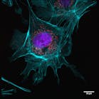 An example of an image taken in a single-molecule localization microscopy (SMLM) setup from the Department of Biotechnology & Biophysics at Julius-Maximilian-University of Würzburg; the three-color image is a BPAE cell with mitotracker (red), actin (cyan), and nucleus (DAPI; blue) staining (recording time: 4 s per channel, with 2048 × 2048 pixel image detail).